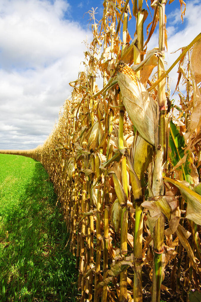 Maissi ennen sadonkorjuuta: Maissin rivit odottavat satoa syyskuun alla taivaalla Etelä-Wisconsinissa
. - Valokuva, kuva