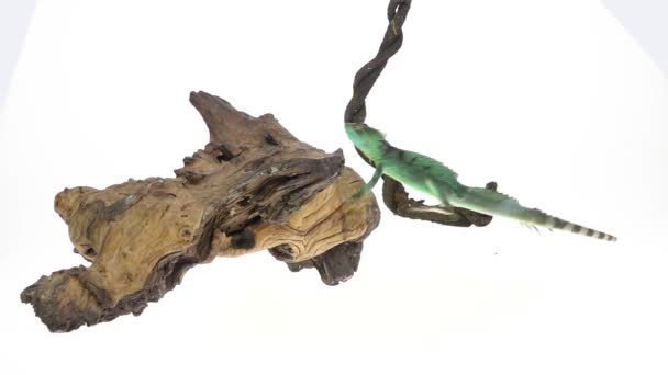 Green basilisks or Basiliscus basiliscus jumping on a wooden snag on white background. Close up. Slow motion. - Πλάνα, βίντεο