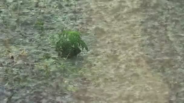 Kleine Pflanze im strömenden Regen - Filmmaterial, Video