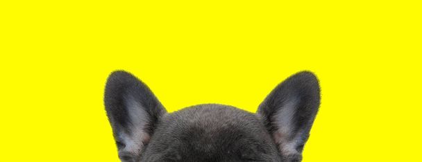 Nahaufnahme einer französischen Bulldogge, die nur Ohren und Stirn auf gelbem Studiohintergrund zeigt - Foto, Bild