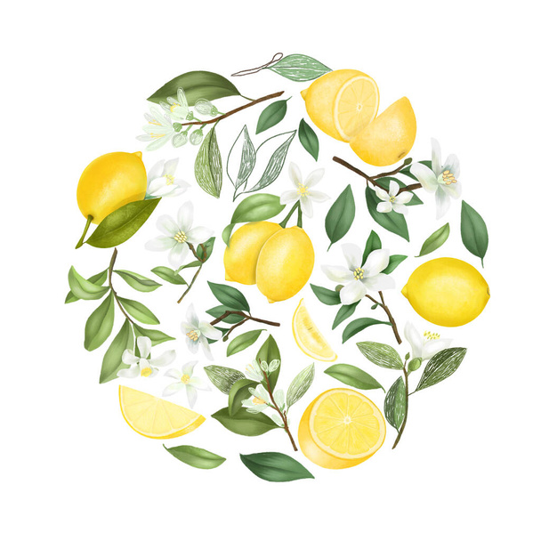 Composición redonda de flores de limón dibujadas a mano, limones, hojas y ramas de limonero, aisladas sobre un fondo blanco
 - Foto, Imagen