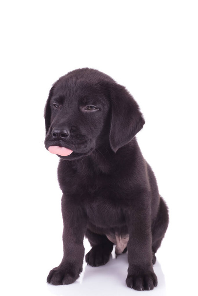 adorable labrador retriever sticking out tongue and panting on white background - Photo, Image