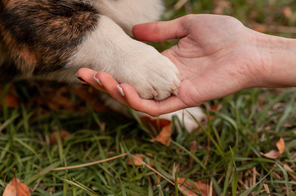 Corgi hond zit geven een poot aan de eigenaar. Training van de hond, vrouw met haar hond gele bladeren achtergrond. - Foto, afbeelding
