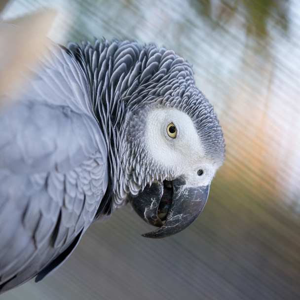 Grey-winged Macaw - Foto, afbeelding