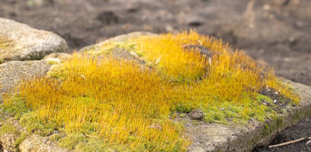 Moss nő egy kő szép és zöld - Fotó, kép