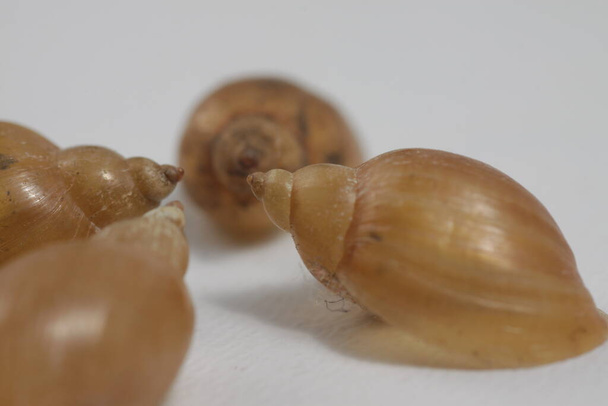 close-up shot van zoet water slak 's shell op een geïsoleerde achtergrond - Foto, afbeelding