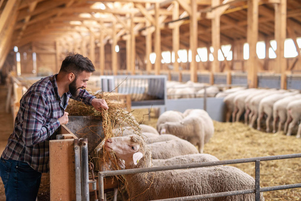 Ο αγρότης γελαδάρης δουλεύει σκληρά και ταΐζει πρόβατα με σανό στη φάρμα. Φροντίδα οικόσιτων ζώων. - Φωτογραφία, εικόνα