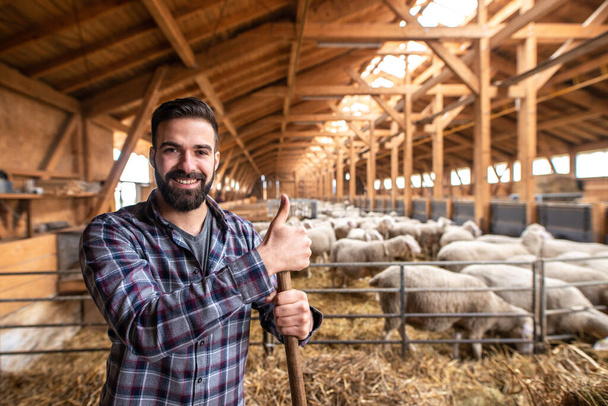 Cattleman agriculteur avec les pouces vers le haut posant dans la grange en bois à la ferme tandis que les moutons mangent en arrière-plan
. - Photo, image