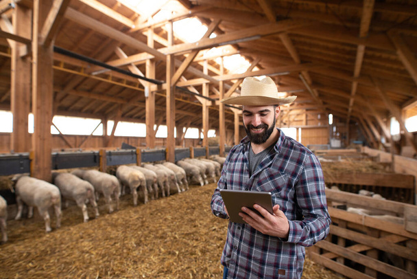 Hodowca kotów stojący w drewnianej stodole owiec i sprawdzający stan produkcji na swoim tablecie na farmie. Inteligentne rolnictwo. - Zdjęcie, obraz