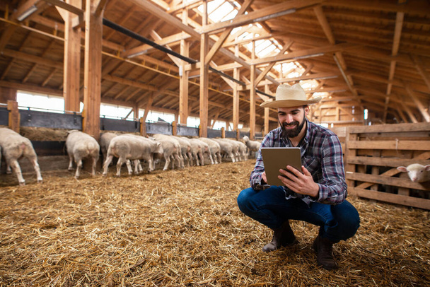 Фермер у повсякденному одязі з капелюхом перевіряє стан здоров'я своїх овець на фермі. Розумне землеробство
. - Фото, зображення