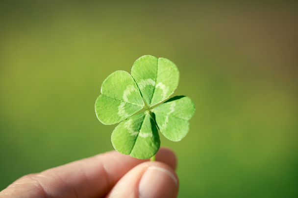 Sostener un trébol de cuatro hojas con suerte, un trébol de buena suerte o un amuleto con suerte
. - Foto, imagen