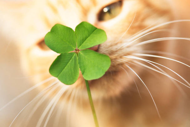 Hermosa naranja gato tabby oliendo un trébol de cuatro hojas de la suerte. Encontrar un concepto de gato afortunado o especial
. - Foto, imagen
