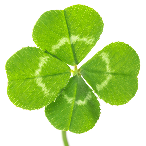 Trébol de cuatro hojas de suerte perfecto aislado en blanco
 - Foto, Imagen