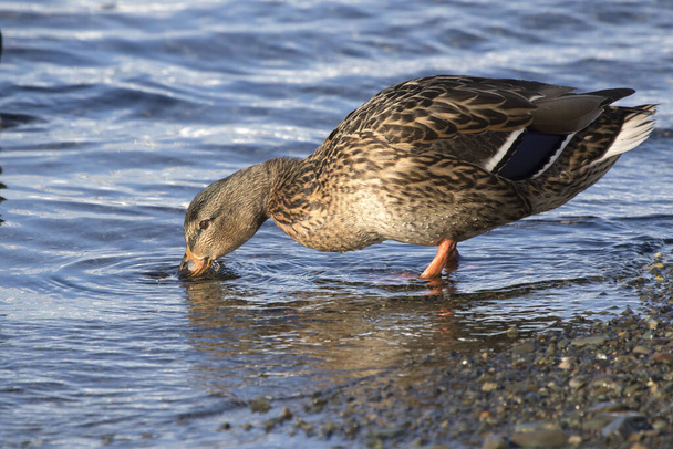 Mallard female that feeds on the ocean at low tide - Photo, Image