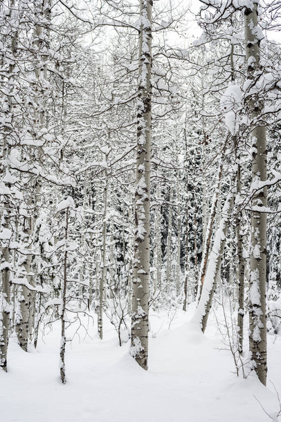 Kışın karla kaplı Aspen ağaçları - Fotoğraf, Görsel