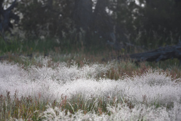 Dew Hangs on Grasses In Early Morning in summer - Foto, imagen