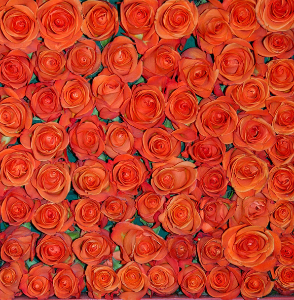 Background from red rose buds at bloom show - Photo, Image