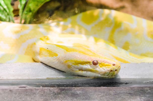 黄色いヘビ - 写真・画像