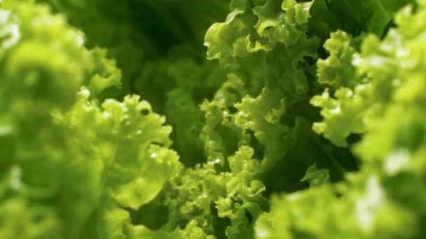 4k closeup video of camera slowly moving between fresh green lettuce of cabbage leaves. Concept of healthy nutrition and organic food. Perfect background for vegetarian or vegan - Felvétel, videó