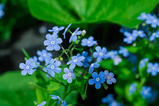 Beautiful forget-me-not blue wildflowers on a green background - Photo, Image