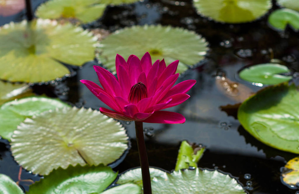 Schöner Wasserlotus in Blue Lotus Water Gardens, Yarra Junction - Foto, Bild