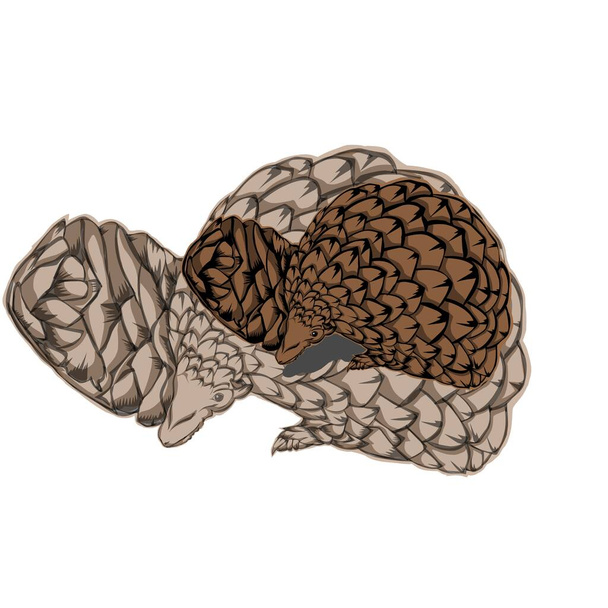 Simple design of illustration pangolin with shadow pangolin  - Vector, Image