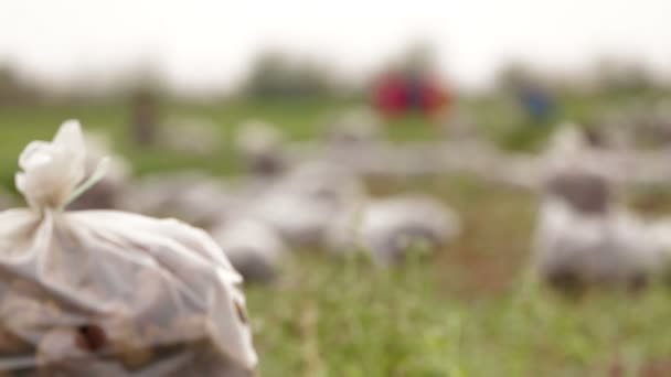 Récolte : Sacs de betteraves à sucre
 - Séquence, vidéo