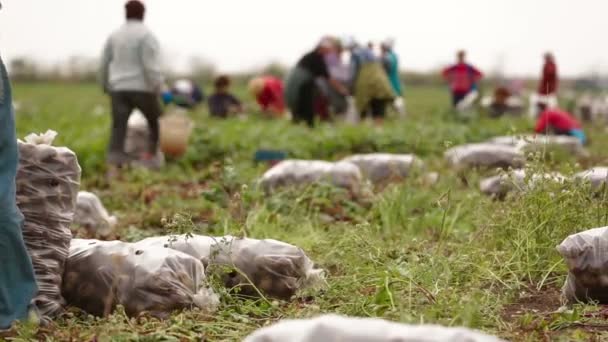 Campo de beterraba: Colheita
 - Filmagem, Vídeo