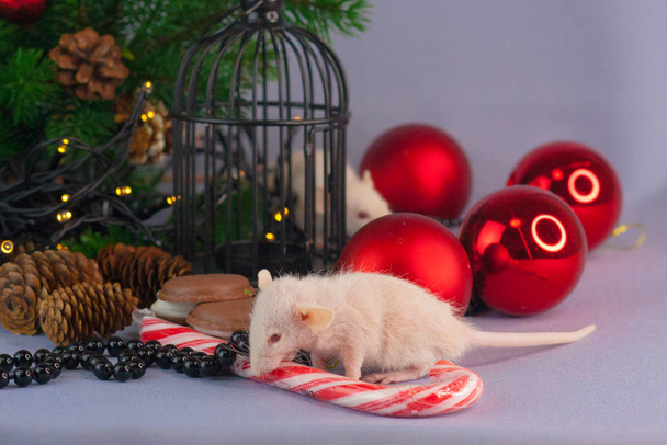 Rat with New Year's sugar candy. White striped stick - Valokuva, kuva