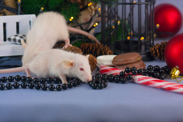 Rat with New Year's sugar candy. White striped stick - Valokuva, kuva