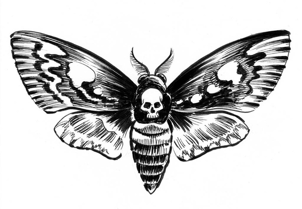 Moth butterfly with a skull. Ink black and white drawing - Photo, Image