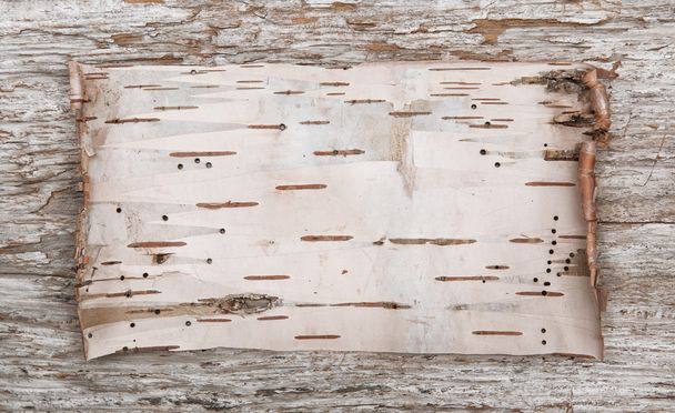 Birch bark on the old wood - Photo, Image