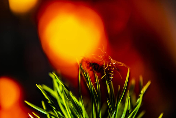 L'anima di una vespa è separata dal corpo in un fuoco. Eccellente contesto per la messa a disposizione delle informazioni
. - Foto, immagini