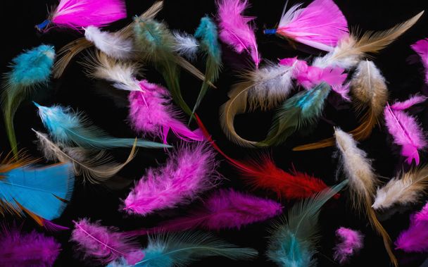 colored bird feathers on a black background. - Fotó, kép