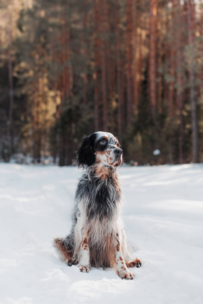 english setter on a winter background - Foto, afbeelding