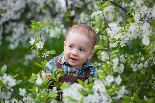 menino em um jardim de flor de cereja
 - Foto, Imagem