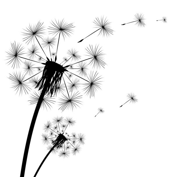Black silhouette of a dandelion on a white background - Vector, Image