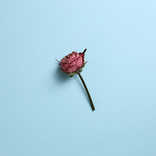 Dried pink purple rose flower on sky blue background. Floral composition, top view, copy space - Фото, зображення