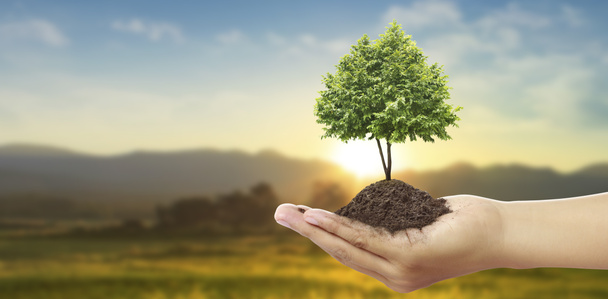 Menselijke handen houden spruit jonge plant.environment Earth Day In de handen van bomen groeiende zaailingen - Foto, afbeelding