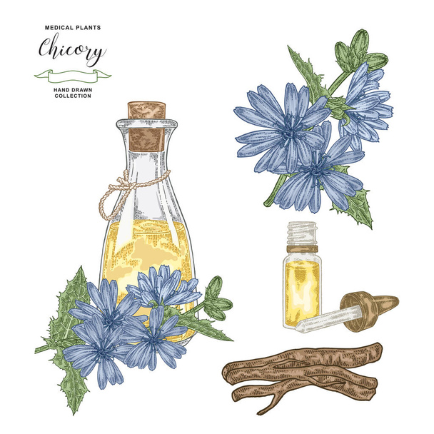 Chicory essential oil. Hand drawn chicory flowers and roots with glass bottle isolated on white background. Medical plants collection. Vector illustration. - Vector, Image