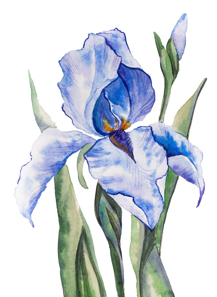 Irisblume in Nahaufnahme auf weißem Hintergrund, Aquarell handgefertigt - Foto, Bild