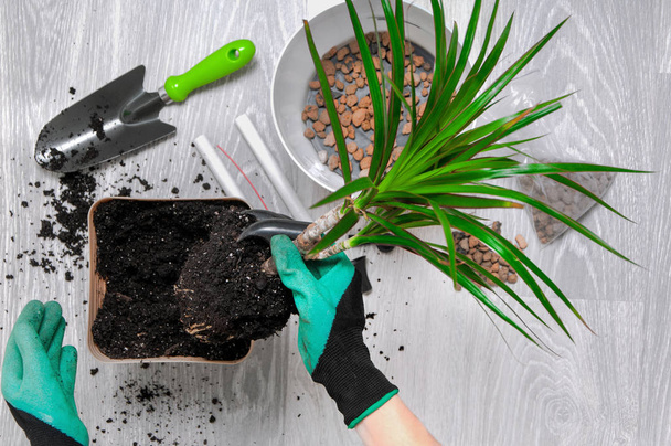 Care for indoor plants. The girl transplanted dracaena. Dracaena, watering can, spray gun, soil, drainage, moisture measuring tubes, shovel on a gray wooden floor. Palm trees care. - Photo, Image