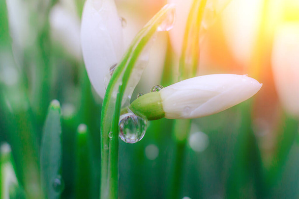 snowdrops. First spring flowers. Floral background. Flash in the photo. Water drops on the flower. - Photo, Image