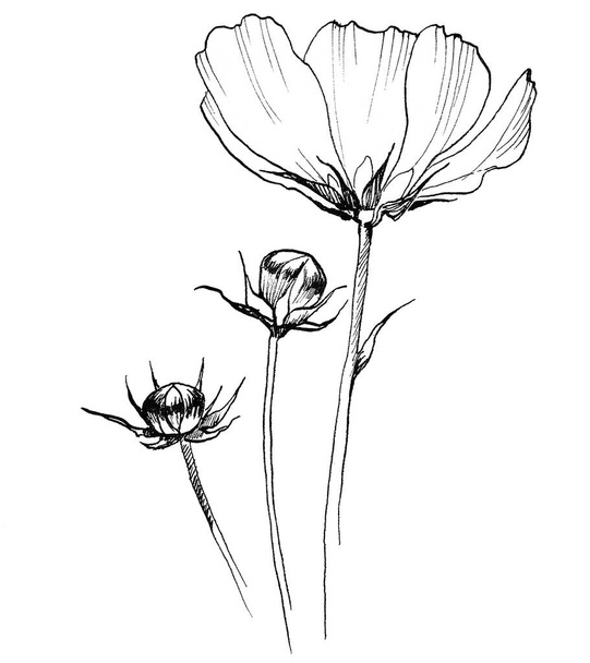 Цветок полевой космея
 - Фото, изображение
