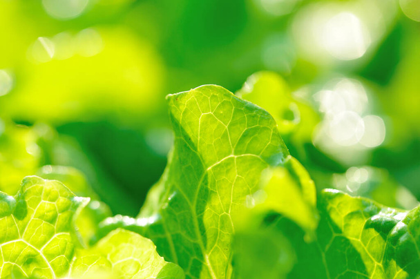 Green lettuce in growth at vegetable garden, close-up - Foto, Imagem