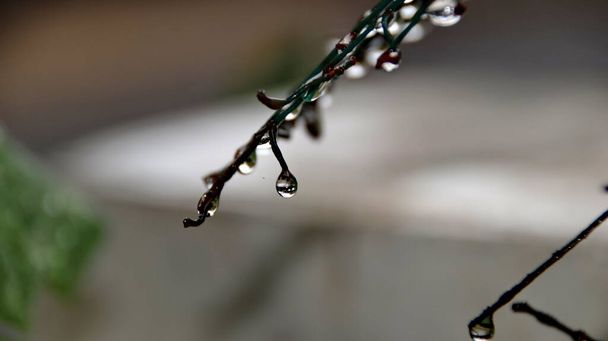 Σταγονίδια νερού σε σιδερένιο σύρμα μετά την έκθεσή του στη βροχή, επιλεκτικά συγκεντρωμένα, θολά και εκτός εστίασης - Φωτογραφία, εικόνα