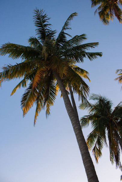 日没の青い空に対してヤシの木。熱帯性。夜光の中でココナッツの木。異国情緒あふれる風景。夏休みのコンセプト. - 写真・画像