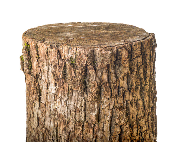 Old stump isolated - Fotografie, Obrázek