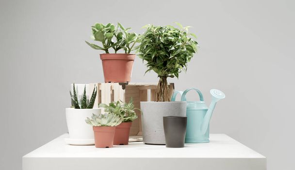 Several indoor plants, cacti in pots, watering can on empty clean background - Фото, зображення