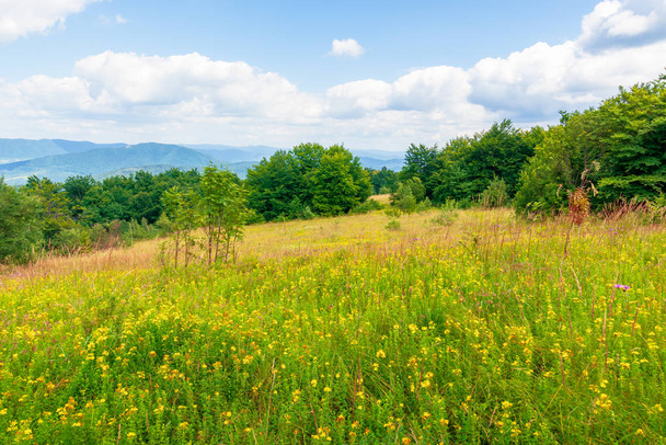 mountain meadow. beech forest on the edge of a hill. beautiful summer landscape with fluffy clouds on a blue sky. wild herbs among the grass. ridge rolling in to the distance - Fotografie, Obrázek